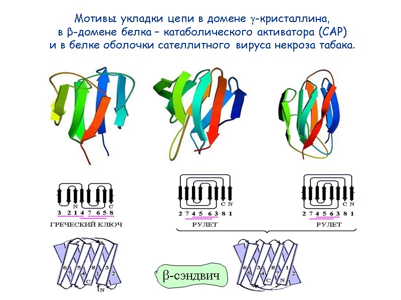 38 Мотивы укладки цепи в домене -кристаллина,  в β-домене белка – катаболического активатора